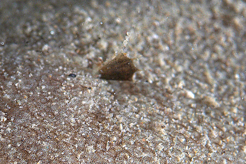 Buglossidium luteum (Risso, 1810)